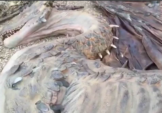 Čovjek na zabačenom ostrvu na Tihom okeanu pronašao pravog mrtvog zmaja (VIDEO)