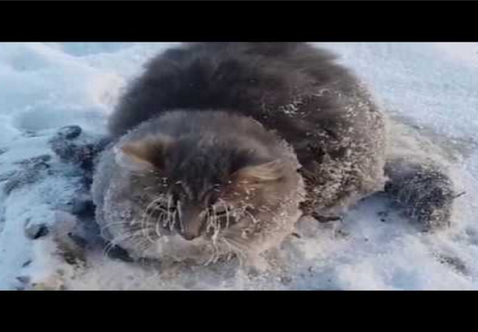Ovaj par je ugledao smrznutu mačku, a ono što su uradili će vam vratiti vjeru u čovječanstvo (VIDEO)