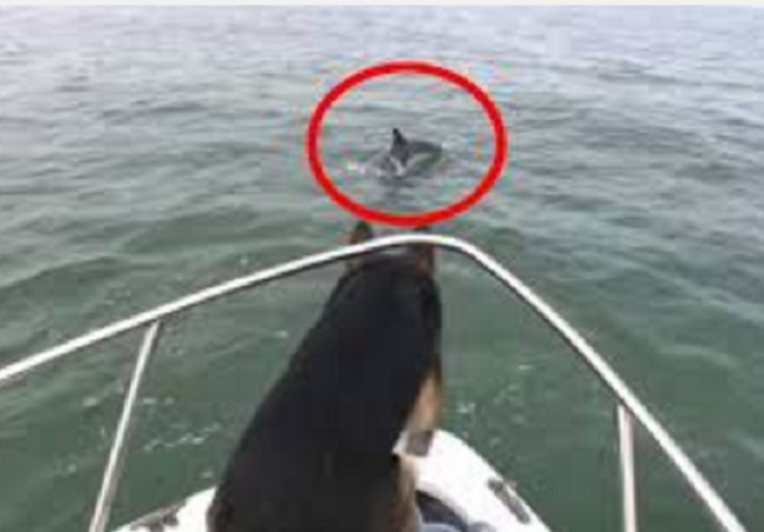 Pas je bio na čamcu i vidio delfine u vodi, a onda uradio nešto potpuno neočekivano (VIDEO)