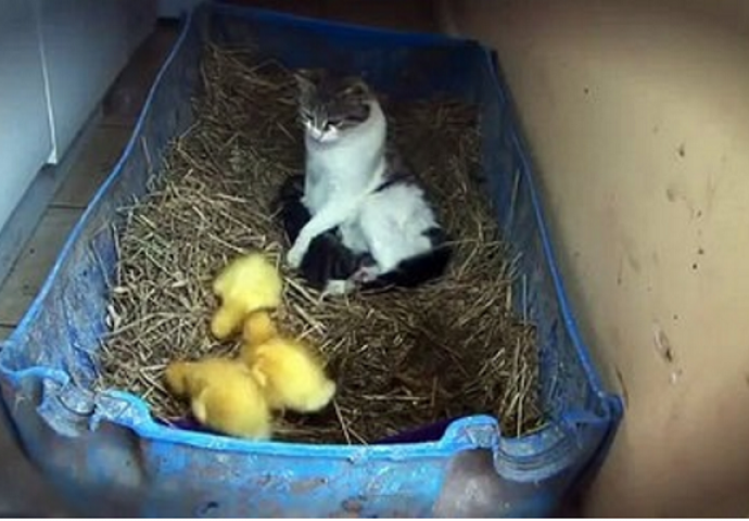 Mačka je hranila svoje mačiće, a onda su došli i pačići i nešto neviđeno se desilo (VIDEO)
