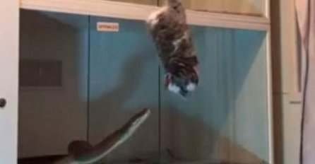 Snimljeno kojom brzinom ogroman piton pojede zeca (VIDEO)