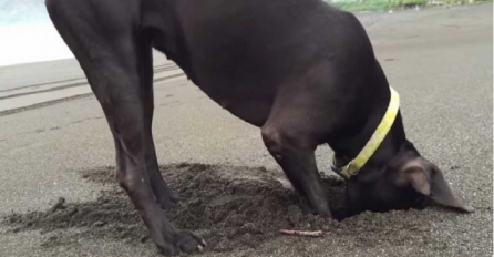 Pas je počeo njušiti i kopati na plaži, pogledajte šta je pronašao u pijesku (VIDEO)