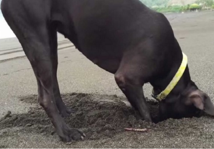 Pas je počeo njušiti i kopati na plaži, pogledajte šta je pronašao u pijesku (VIDEO)