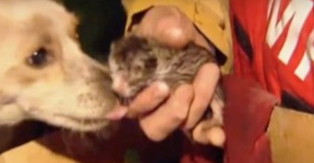 Iako je zamalo izgubio život, nije se odvajao od mačića koji su ostali zarobljeni u požaru (VIDEO)