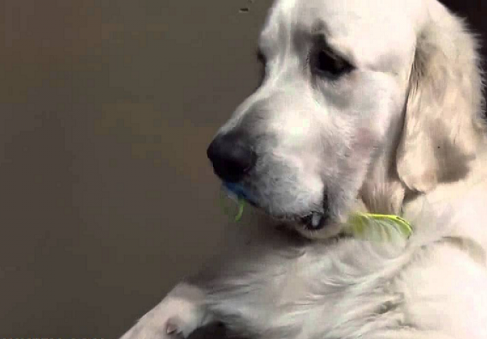 Niko joj nije vjerovao šta njen pas radi svake noći, pa je odlučila da sve snimi (VIDEO)