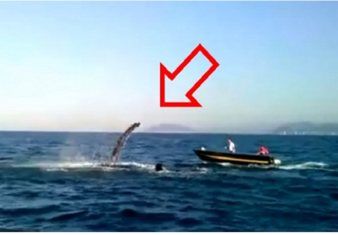 Spasili su kita koji je bio zapleten u mrežu, ono što je uslijedilo niko nije očekivao (VIDEO)
