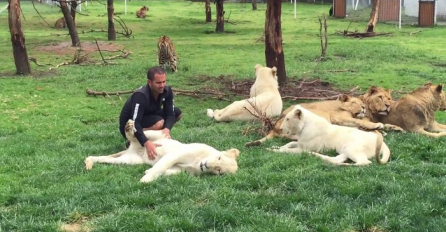 Igrao se sa lavovima a onda ga je s leđa napao leopard, dobro obratite pažnju na 00:53 sekundu (VIDEO)