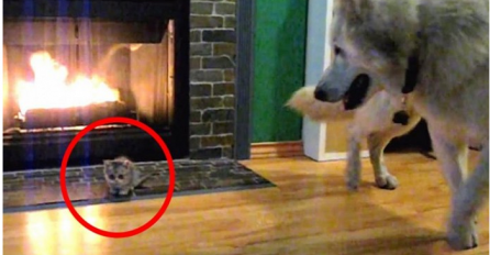 Donio je malog mačića kući, prvi susret između njegovog psa i mačke je neočekivan (VIDEO)