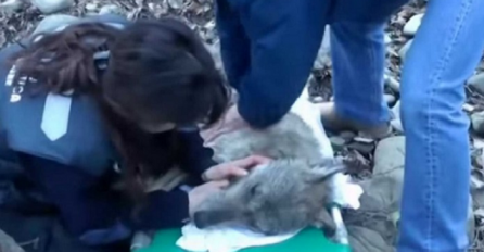 Pronašli su iznemoglog vuka u ledenom potoku, ono što je uslijedilo je nevjerovatno (VIDEO)