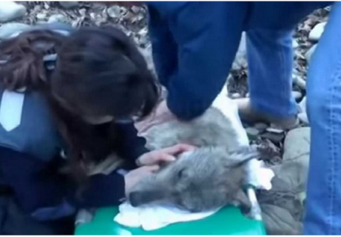 Pronašli su iznemoglog vuka u ledenom potoku, ono što je uslijedilo je nevjerovatno (VIDEO)