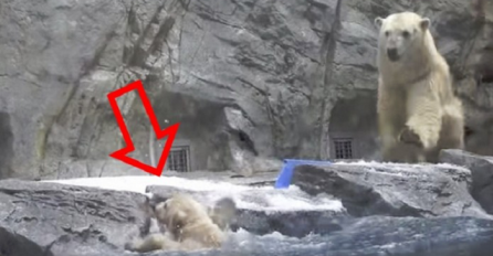 Ovaj polarni medvjedić se utapao, ali pričekajte dok vidite šta je mama uradila (VIDEO)