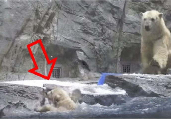 Ovaj polarni medvjedić se utapao, ali pričekajte dok vidite šta je mama uradila (VIDEO)