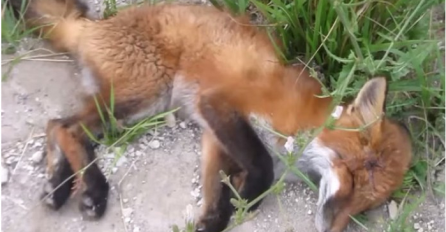 Pronašli su lisicu pored puta koja je bila na rubu smrti, ono što je uslijedilo je pravo čudo (VIDEO)