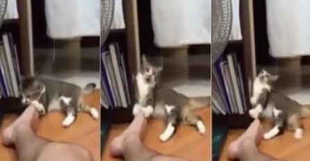 Mačka zamalo pala u nesvijest kada je ponjušila noge svog vlasnika (video)