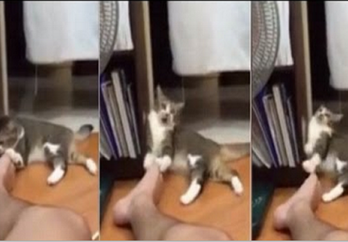 Mačka zamalo pala u nesvijest kada je ponjušila noge svog vlasnika (video)