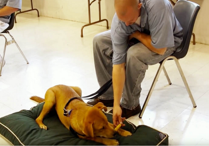 Stavili su psa u zatvorsku ćeliju: Kada vidite šta su kamere snimile, oduševit ćete se (VIDEO)