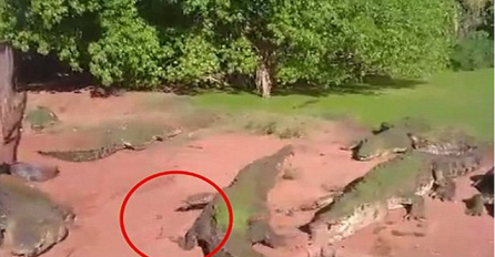 Snimali su grupu krokodila u zoološkom vrtu, a onda je uslijedio pravi šok (VIDEO)