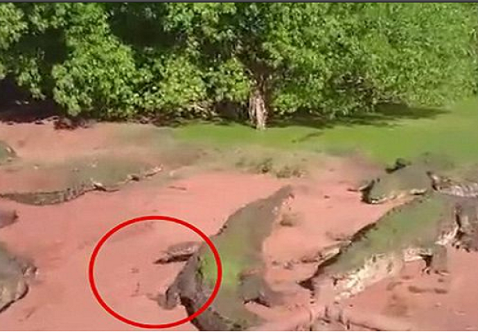Snimali su grupu krokodila u zoološkom vrtu, a onda je uslijedio pravi šok (VIDEO)