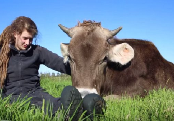 Sjela je na travu a onda je kraj nje legao bik, nastavak će vas zalijepiti za monitor (VIDEO)
