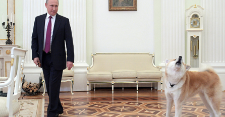Novinari došli kod Putina a njegovom psu se nisu svidjeli, evo kako je putin smirio svoju akitu (VIDEO)