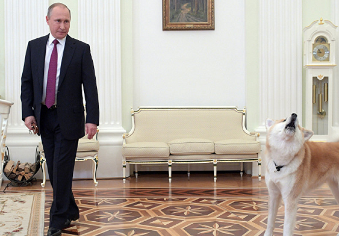 Novinari došli kod Putina a njegovom psu se nisu svidjeli, evo kako je putin smirio svoju akitu (VIDEO)