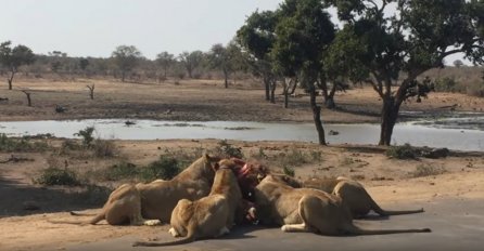 12 gladnih lavova okružilo je njihov automobil,  a onda je nastao pakao (UZNEMIRUJUĆI VIDEO)