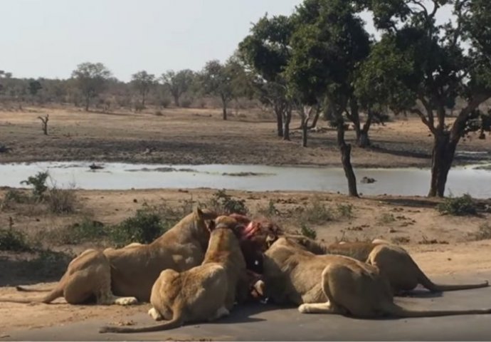 12 gladnih lavova okružilo je njihov automobil,  a onda je nastao pakao (UZNEMIRUJUĆI VIDEO)