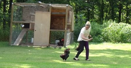 Otišla je do kokošinjca da nahrani kokoške, a tamo ju je dočekalo pravo iznenađenje (VIDEO)