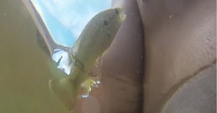 Sjeo je u kadu punu vode u kojoj je plivala mala žuta riba, a onda je doživio ovo (VIDEO)