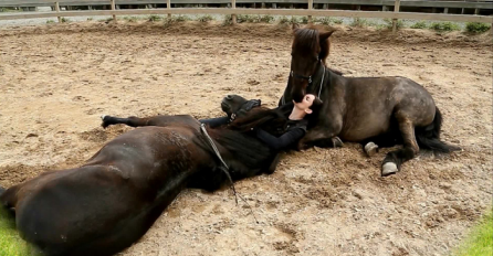 Djevojka je legla na pod, a reakcija njena dva konja će vas ostaviti bez riječi (VIDEO)