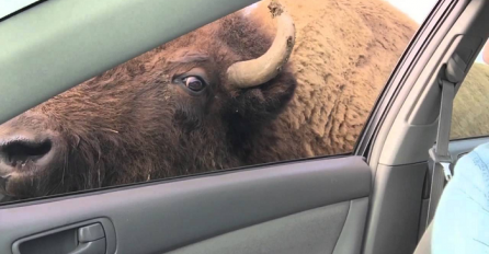 Htjela je iz automobila da nahrani bizona, no nikako nije očekivala ovako nešto (VIDEO)