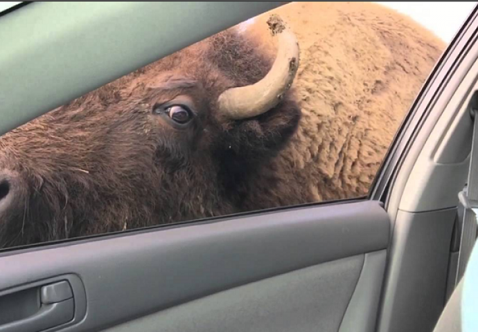 Htjela je iz automobila da nahrani bizona, no nikako nije očekivala ovako nešto (VIDEO)