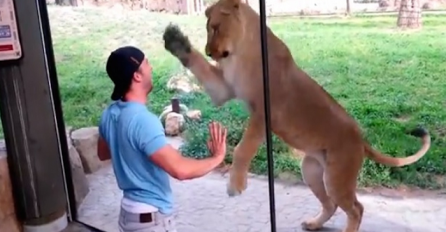 Izazivao je odrasle lavove u zoološkom vrtu, pogledajte kako su oni na to reagovali (VIDEO)
