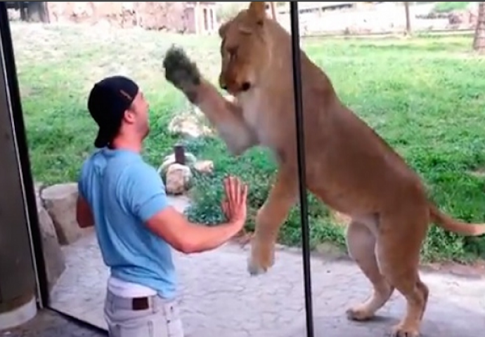 Izazivao je odrasle lavove u zoološkom vrtu, pogledajte kako su oni na to reagovali (VIDEO)