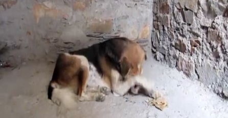 Ovaj pas nije sklanjao šapu sa lica, a onda su spasioci prišli bliže i ugledali zastrašujući prizor (VIDEO)