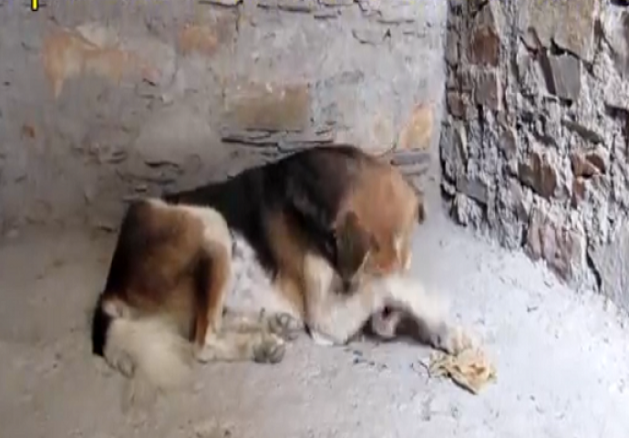 Ovaj pas nije sklanjao šapu sa lica, a onda su spasioci prišli bliže i ugledali zastrašujući prizor (VIDEO)