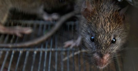 Dok je nemarna majka dernečila, curicu staru samo 3 mjeseca ubili golemi štakori