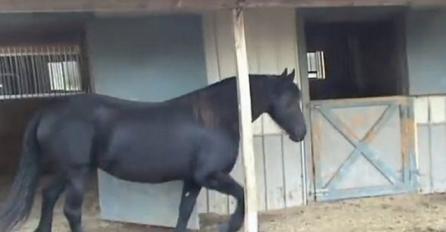 Ovaj konj je svaku noć nestajao: Vlasnik je odlučio da ga prati, pogledajte šta je snimio (VIDEO)