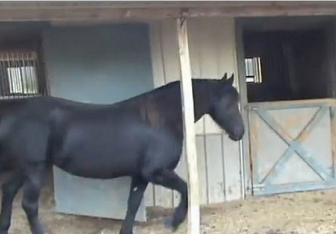 Ovaj konj je svaku noć nestajao: Vlasnik je odlučio da ga prati, pogledajte šta je snimio (VIDEO)