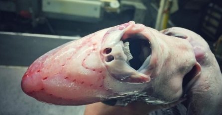 Čudovišta iz morskih dubina: Ovakva stvorenja sigurno nikada niste vidjeli! (FOTO)