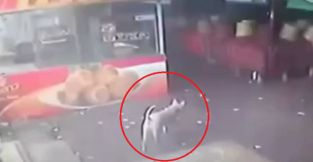 Htio je nogom udariti nedužnog psa, ali ovakav ishod je najmanje očekivao (VIDEO)