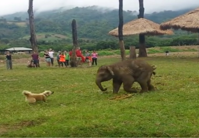 Pustila je malog slona da priđe njenom psu, ono što se desilo u nastavku sigurno nije očekivala (VIDEO)
