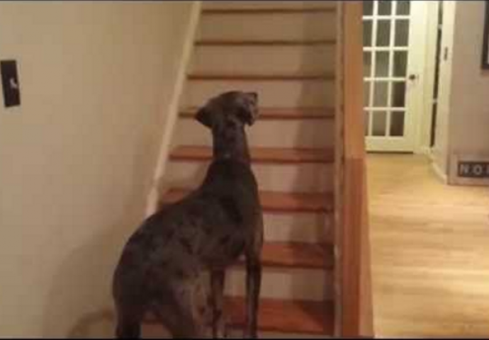 Premro je od straha: Čekao je vlasnicu da siđe niz stepenice, a onda je uslijedio šok (VIDEO)