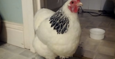 Čuo je čudne zvukove iz kokošinjca, iznenadit ćete se kada vidite šta je snimio kamerom (VIDEO)