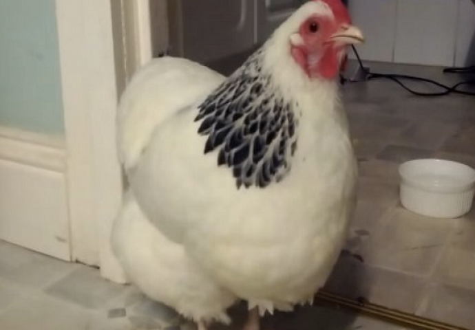 Čuo je čudne zvukove iz kokošinjca, iznenadit ćete se kada vidite šta je snimio kamerom (VIDEO)