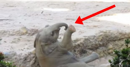 Mali slonić je pao u rupu te se previjao u bolovima, a onda se dogodilo nešto čudesno (VIDEO)
