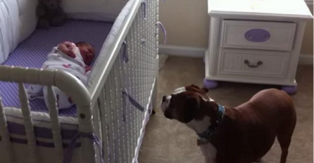  Pogledajte kako je reagovao ovaj pas bokser kada je čuo bebin plač (VIDEO)