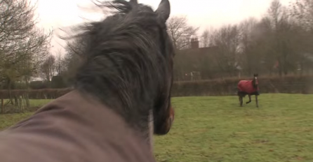 Ona je konja vratila svojim starim prijateljima, njegova reakcija je čudesna (VIDEO)