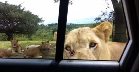 Prolazili su pored grupe lavova, a onda doživjeli šok života (VIDEO)