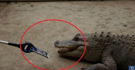 Stavili su Iphone 7 u čeljusti aligatora, a ono što se potom dogodilo je sve zaprepastilo (VIDEO)